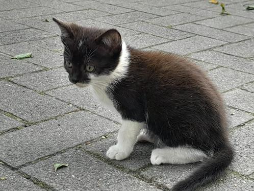 5 boerderij kittens, Dieren en Toebehoren, Katten en Kittens | Overige Katten, Kortharig, Meerdere dieren, 0 tot 2 jaar