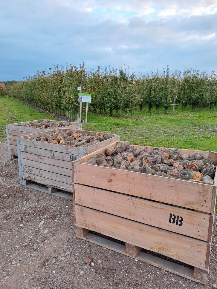 Hardhouten Enten Appelhout Haardhout, Tuin en Terras, Haardhout, Ophalen