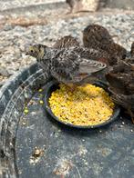 Chinese dwergkwartels, Dieren en Toebehoren, Vogels | Overige Vogels, Geslacht onbekend, Tropenvogel