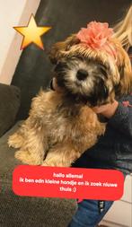 Bruin kleur meisje, Dieren en Toebehoren, Honden | Chihuahua's en Gezelschapshonden, Reu, Eén hond, Nederland, Particulier