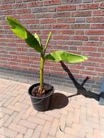 Bananenplant voor buiten, Tuin en Terras, Planten | Tuinplanten, Ophalen, Bloeit niet, Overige soorten, Volle zon