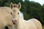 Champagne bont merrieveulen fjord x Arabier, Merrie, Minder dan 160 cm, Niet van toepassing, 0 tot 2 jaar