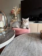 Britse korthaar, Poes, Gechipt, 0 tot 2 jaar