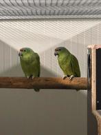 1-1 Blauwbaard Amazone, Dieren en Toebehoren, Vogels | Parkieten en Papegaaien, Meerdere dieren, Papegaai, Geringd