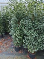 Prunus lusitanica angustifolia Portugese laurier, Ophalen of Verzenden, Laurier, 100 tot 250 cm