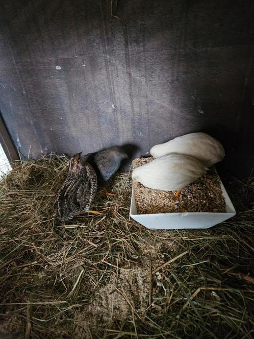 Chineese dwerg kwartel eieren!!, Dieren en Toebehoren, Pluimvee, Overige soorten