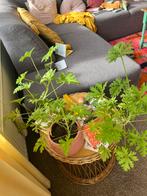 5 leuke planten die weg moeten helaas!, Huis en Inrichting, Kamerplanten, Overige soorten, In pot, Minder dan 100 cm, Halfschaduw