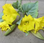 OPRUIMING - DATURA KUNST TAK - REAL TOUCH - 3,50 NU 2 EURO, Ophalen of Verzenden, Nieuw