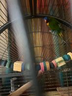 Jonge lori van de blauwebergen, Dieren en Toebehoren, Vogels | Parkieten en Papegaaien, Geslacht onbekend, Papegaai, Geringd