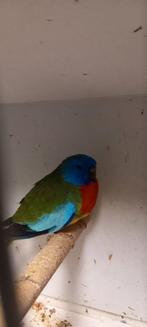 Splendids, Meerdere dieren, Parkiet