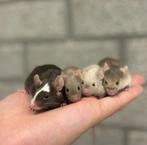 Lieve tamme kleurmuizen, November, Mannelijk