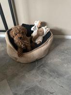 Maltipoo, HCC (leverziekte), 15 weken tot 1 jaar, Eén hond, Nederland