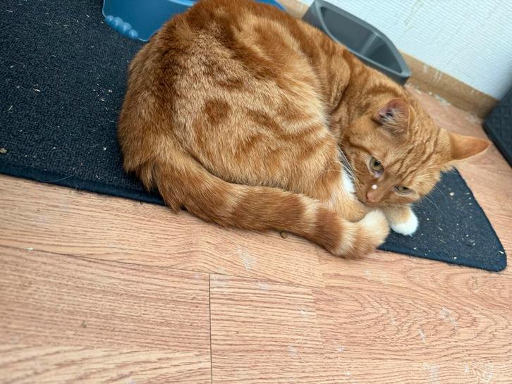 Katten, Dieren en Toebehoren, Katten en Kittens | Overige Katten, Poes