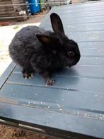 Mooi konijn, Dieren en Toebehoren, Meerdere dieren, Eend