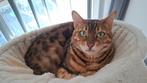Bengaal, Dieren en Toebehoren, Katten en Kittens | Raskatten | Korthaar, Poes, Gechipt, 0 tot 2 jaar