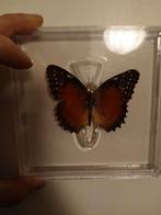 Opgezette vlinders, Verzamelen, Dierenverzamelingen, Ophalen of Verzenden, Nieuw, Insect, Opgezet dier