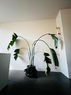 Grote Strelitzia nicolai/ paradijsvogelplant (>200cm), Ophalen, 200 cm of meer, Overige soorten, Halfschaduw