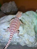 Baardagaam man kan mee naar houten 7 december, Dieren en Toebehoren, Reptielen en Amfibieën, Hagedis, 0 tot 2 jaar