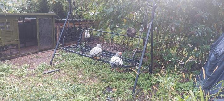 1 haan, 2 kippen en een mooi hok in Lunteren, Dieren en Toebehoren, Pluimvee, Kip, Meerdere dieren