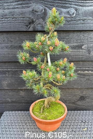 Japanse Bonsai buiten in diverse soorten en maten beschikbaar voor biedingen