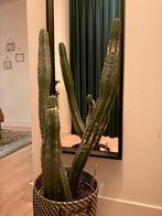 4x Trichocereus Peruvianus (San Pedro) cactus, Huis en Inrichting, Kamerplanten, Ophalen, Halfschaduw, Minder dan 100 cm, Groene kamerplant