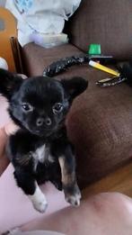 Lief klein ondeugend pomsky pupje, Dieren en Toebehoren, 8 tot 15 weken, CDV (hondenziekte), Eén hond, Nederland