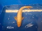 Koi, 45cm, eenkleurig, Karper of Koi