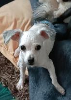 Een goed huisje gezocht, Dieren en Toebehoren, Parvo, 15 weken tot 1 jaar, Reu, Eén hond