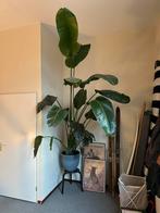 Grote strelitzia met pot ~240cm, Ophalen, Overige soorten, 200 cm of meer