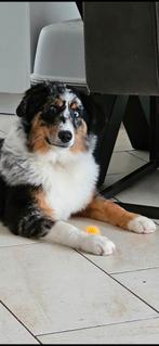 Zeer mooie en lieve Australian Shepherd reu van 2 jaar, Dieren en Toebehoren, Honden | Herdershonden en Veedrijvers, Reu, 1 tot 2 jaar