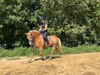 Knappe 5 jarige Haflinger merrie, 3 tot 6 jaar, L, Recreatiepony, Merrie