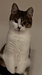Europese korthaar. 2 jaar oud., Dieren en Toebehoren, Katten en Kittens | Overige Katten, Poes