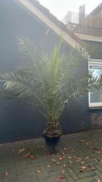 Phoenix canariensis - Dadelpalm 240cm | 6 beschikbaar, Volle zon, Vaste plant, Bloeit niet, Ophalen