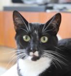 Hele lieve gecastreerde kater (10 jaar), Dieren en Toebehoren, Katten en Kittens | Overige Katten, Kater