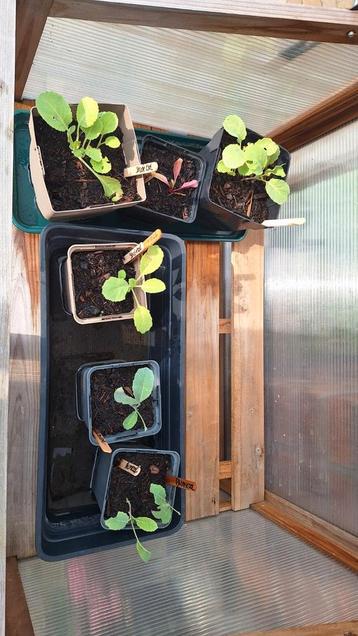 Wintergroente plantjes beschikbaar voor biedingen