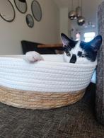 lieve kitten kater 12 weken, Dieren en Toebehoren, Katten en Kittens | Overige Katten, Kater