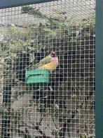 gouldamadines  goulds uit de buiten volliere tijgervink pop, Meerdere dieren, Tropenvogel, Tam