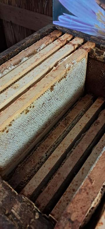 Raat honing beschikbaar voor biedingen