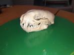 Schedel bunzing, Ophalen of Verzenden, Zo goed als nieuw, Schedel