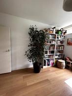 Ficus grote kamerplant (kantoorplant), Huis en Inrichting, Kamerplanten, Ficus, Halfschaduw, In pot, 200 cm of meer