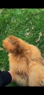 Usa zijdehoen kuikens (3 maanden), Dieren en Toebehoren, Pluimvee, Geslacht onbekend, Kip