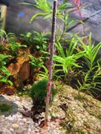 Red Rili Garnalen, Ophalen, Nieuw, Overige typen