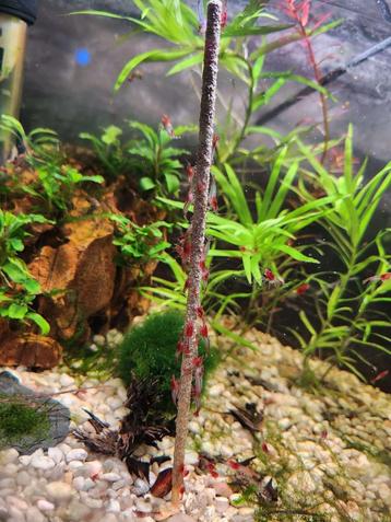 Red Rili Garnalen beschikbaar voor biedingen