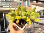 Pachyphytum Golden Cicada/pot 9cm/vetplant/succulent, Ophalen of Verzenden, Halfschaduw, Minder dan 100 cm