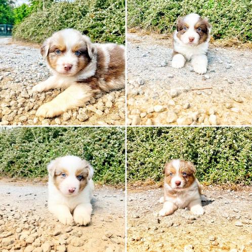 uniek mooie,bij ons geboren Australische herder pups, Dieren en Toebehoren, Honden | Herdershonden en Veedrijvers, Meerdere dieren
