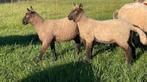 Twee Clun Forest ooilammeren zwoegervrij, Dieren en Toebehoren, Schapen, Geiten en Varkens, Vrouwelijk, Schaap, 0 tot 2 jaar