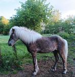 Ijslander ruin, tolt, 145cm, zilverappel splash, Gechipt, Ruin, 3 tot 6 jaar, Onbeleerd