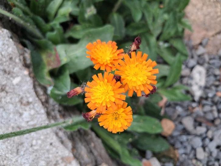 Biologische Oranje Havikskruid Zaden, Tuin en Terras, Bloembollen en Zaden, Zaad, Voorjaar, Volle zon, Ophalen of Verzenden