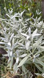 Stekjes van deze mooie plant blijft in de winter groen, Ophalen, Volle zon, Zaad
