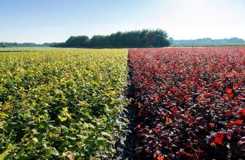 Kwaliteits Fagus sylvatica Groene en rod Beuken Haagplanten beschikbaar voor biedingen